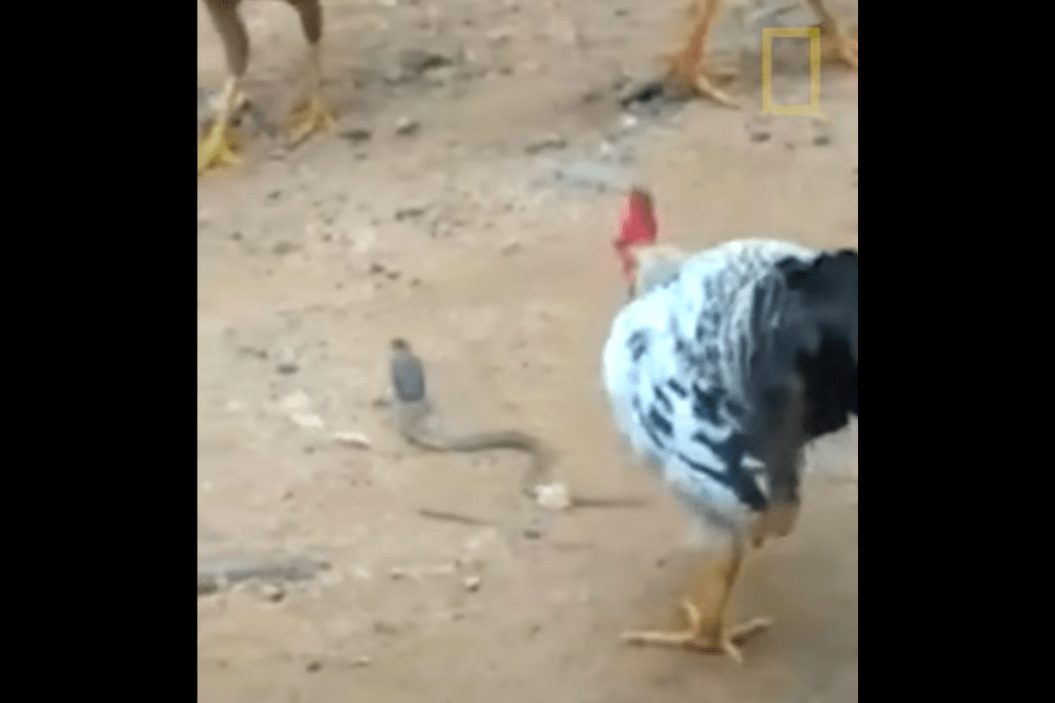 Rooster vs. Cobra