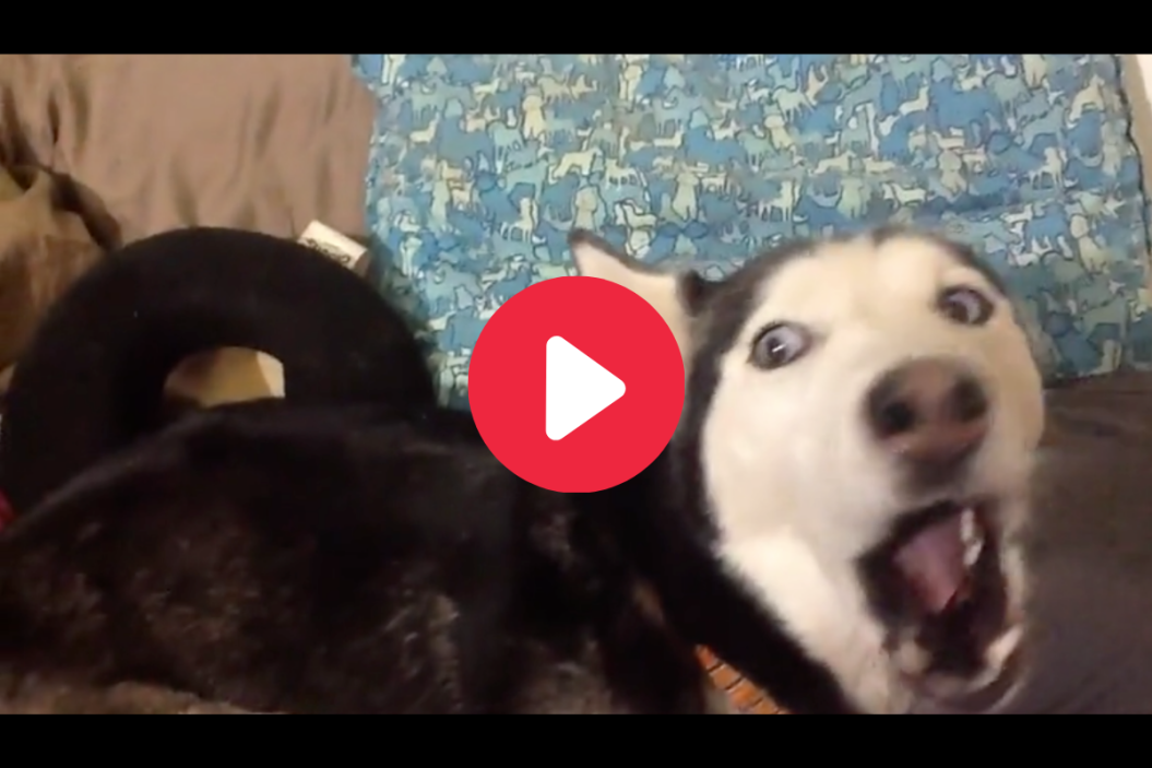Angry husky sings favorite song.