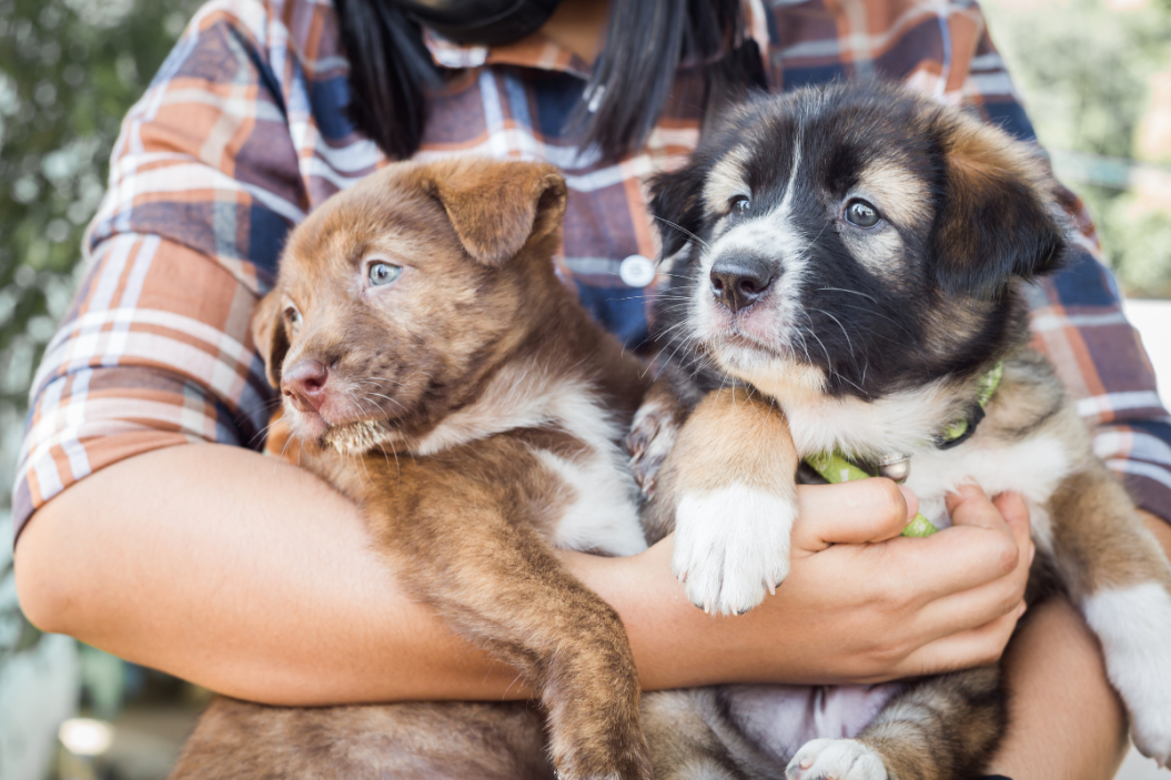 expensive dog breeds