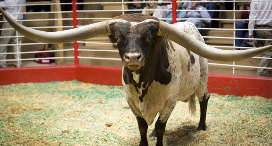 Longhorn Bull