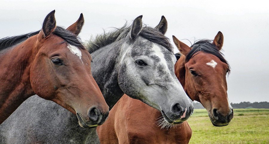 Horse Herpes
