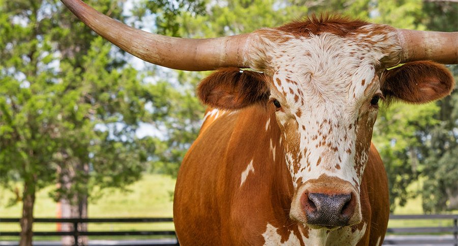 White and brown miniature Texas longhorn in grass field with fen