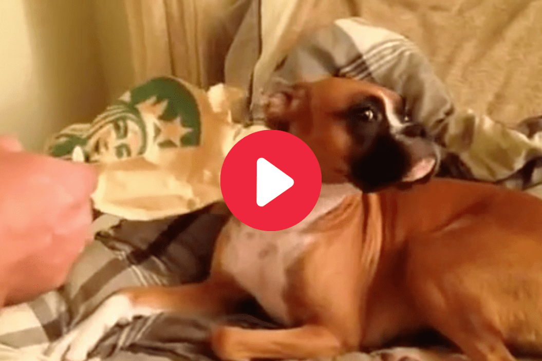 Boxer Eats Cookie