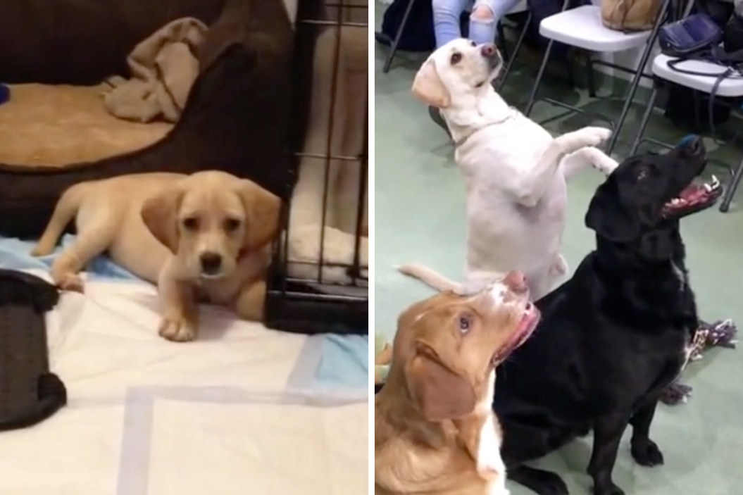 Puppy Reunion, Four years later