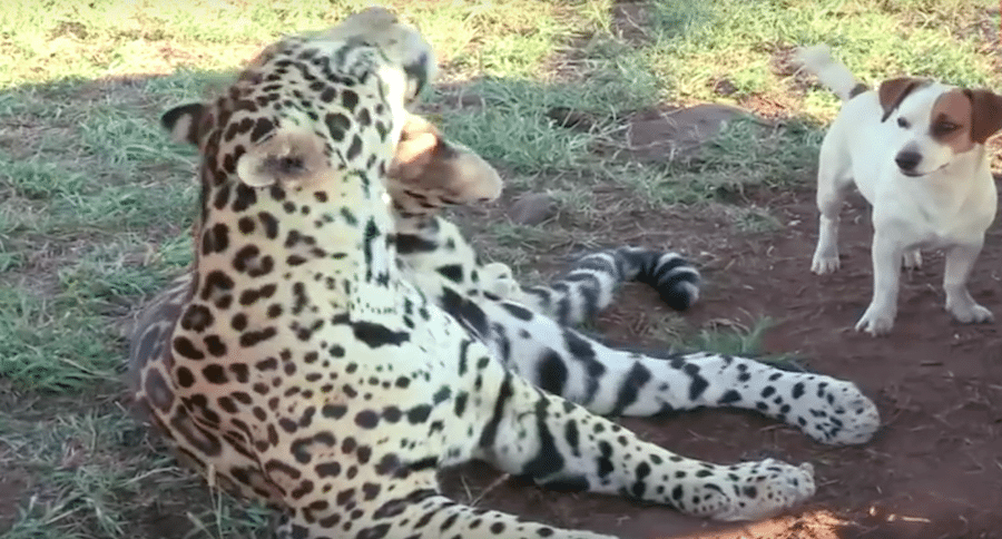 dog and jaguar