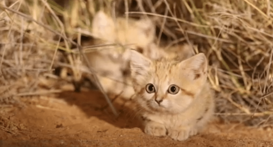 sand cat kittens