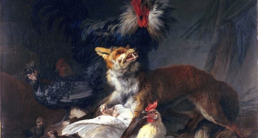 Fox Chicken Predators