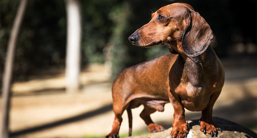 Dachshund standing in bright grass in sunlit