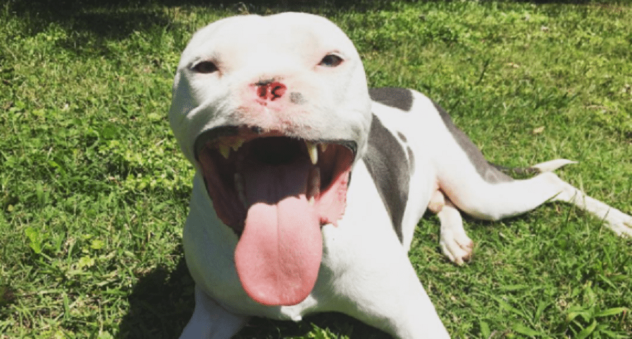 abused pit bull