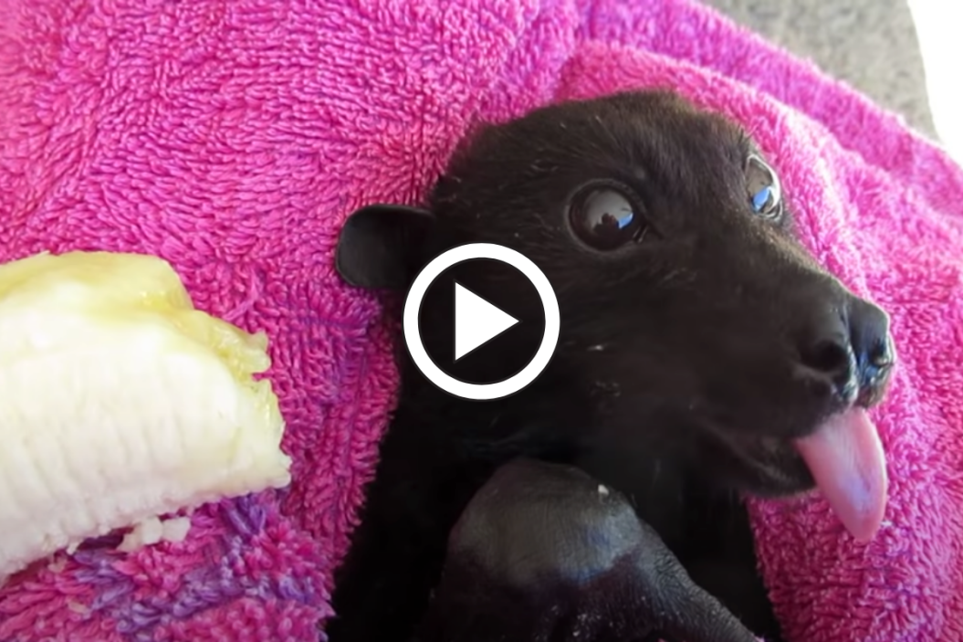 Bat sticks his tongue out while eating a banana