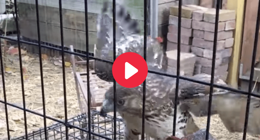 Chicken Hawk Backyard