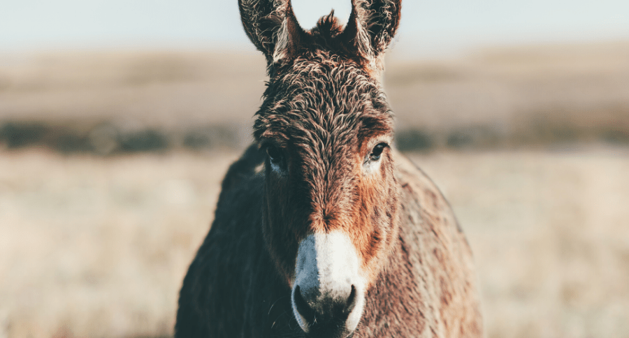 Donkey Bludgeon