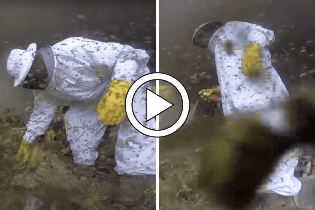 Exterminator battles swarm of yellow jackets.