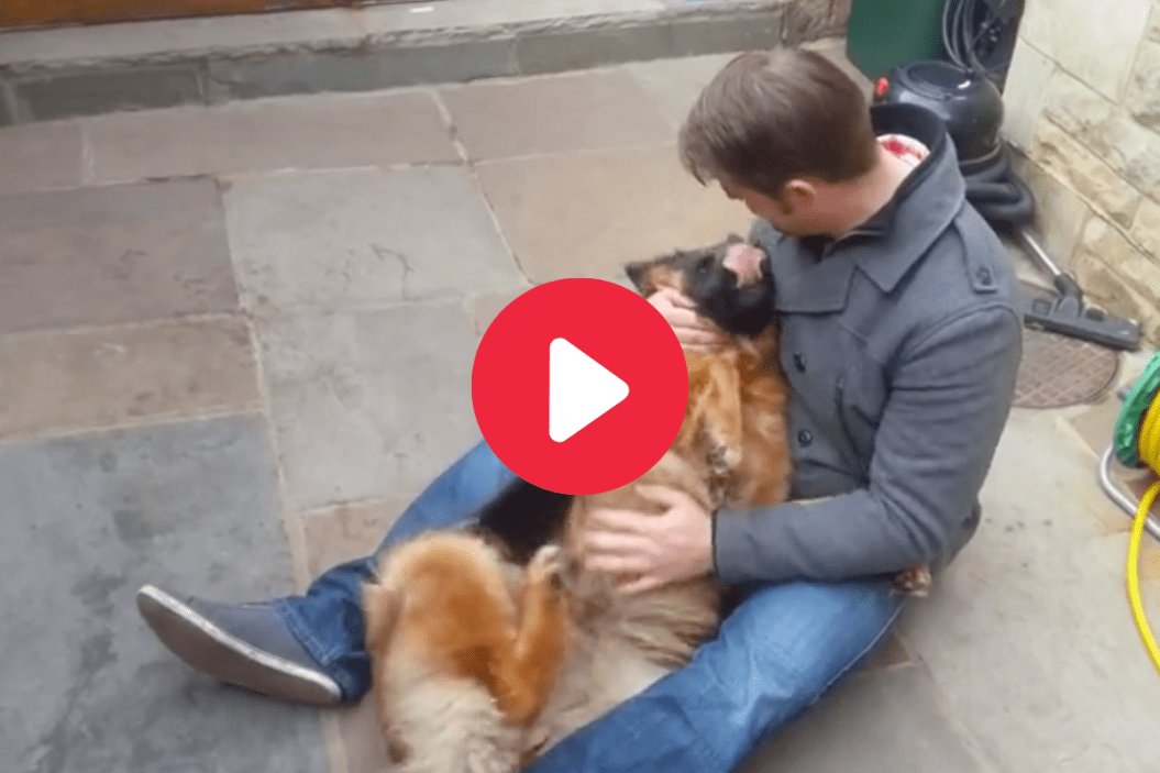 German Shepherd Reunited with Owner (1)