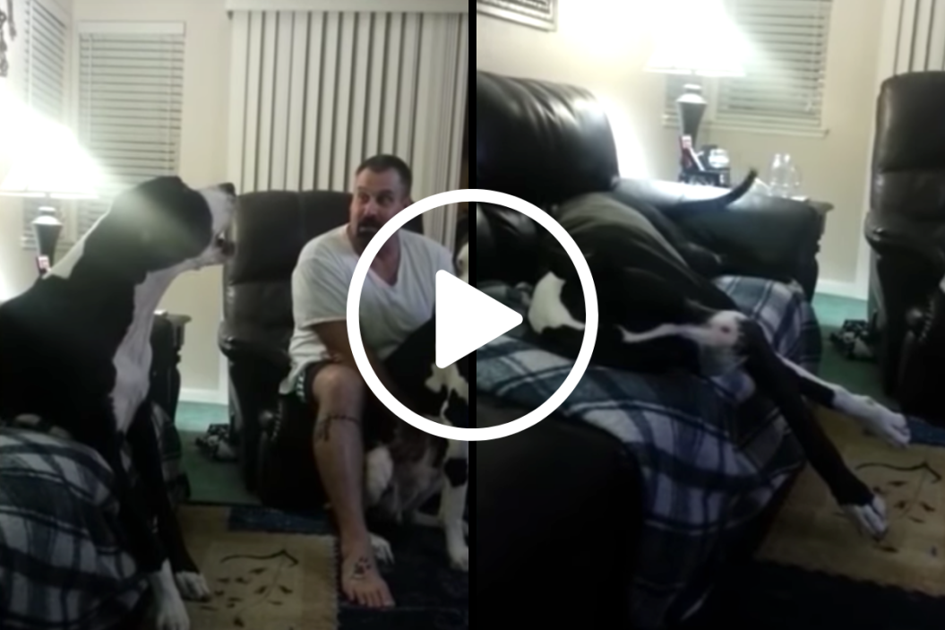 Great Dane Throws Tantrum