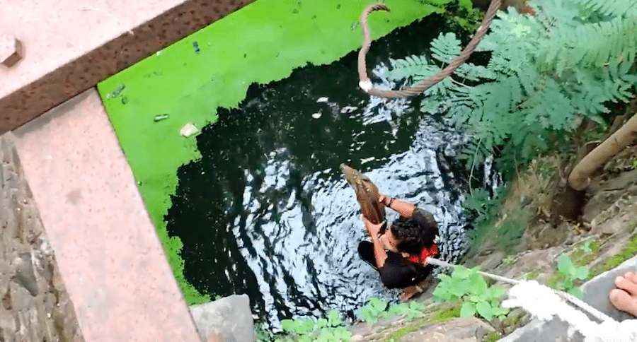 drowning piglet