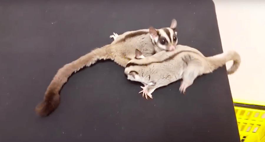 Sugar Glider