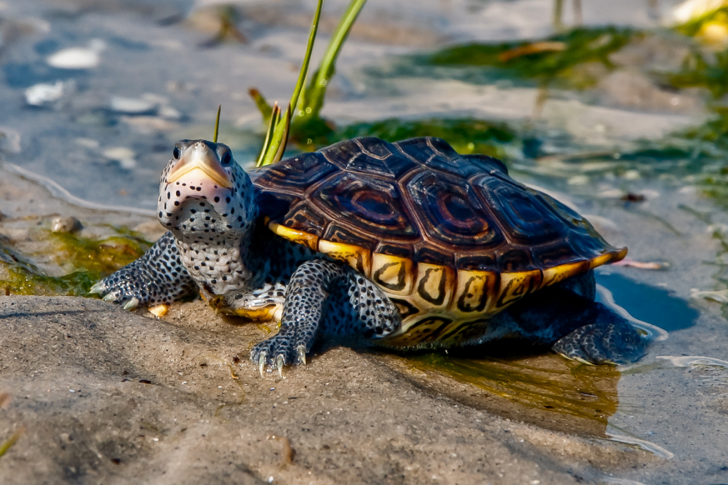 Turtle standing still.