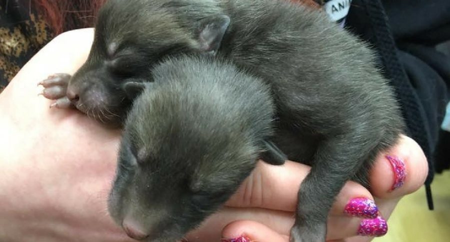 baby foxes