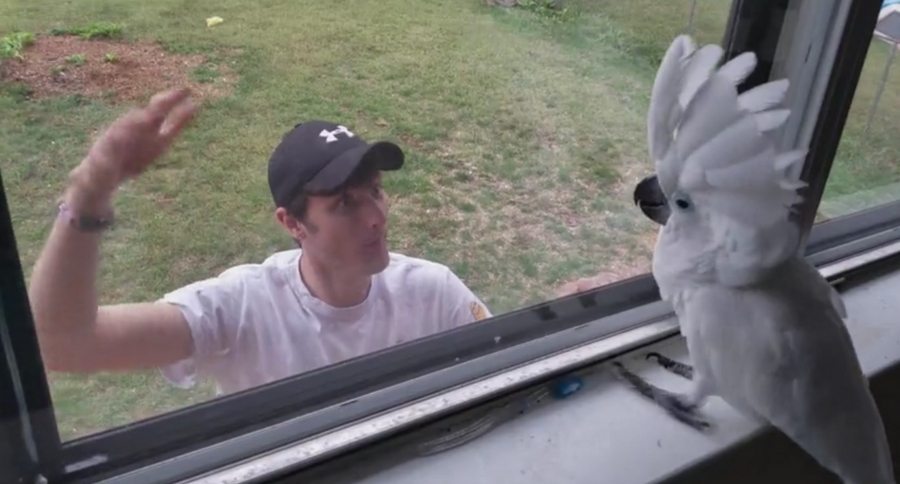 man and cockatoo