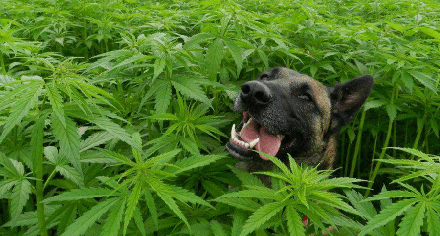 Dog CBD