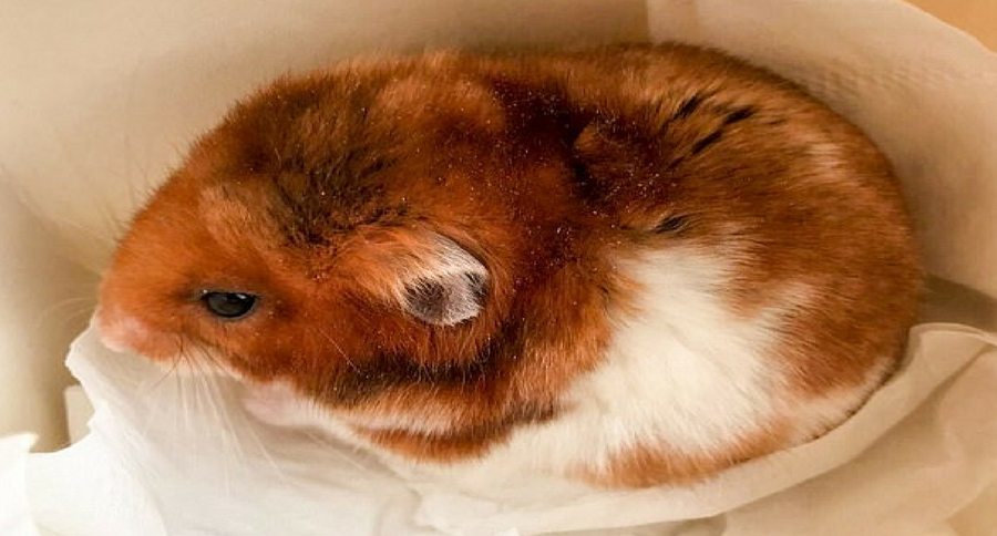 Hamster