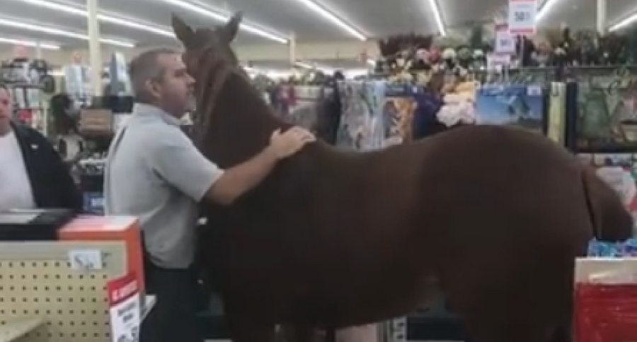 horse in hobby lobby