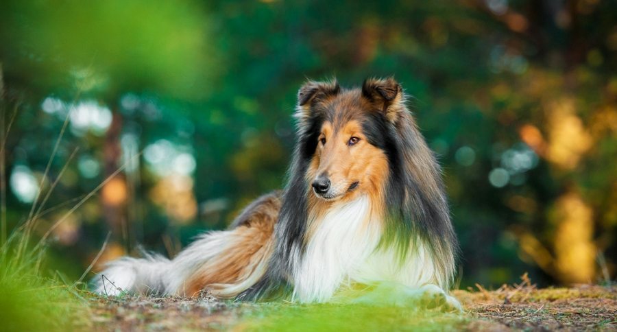 Collie