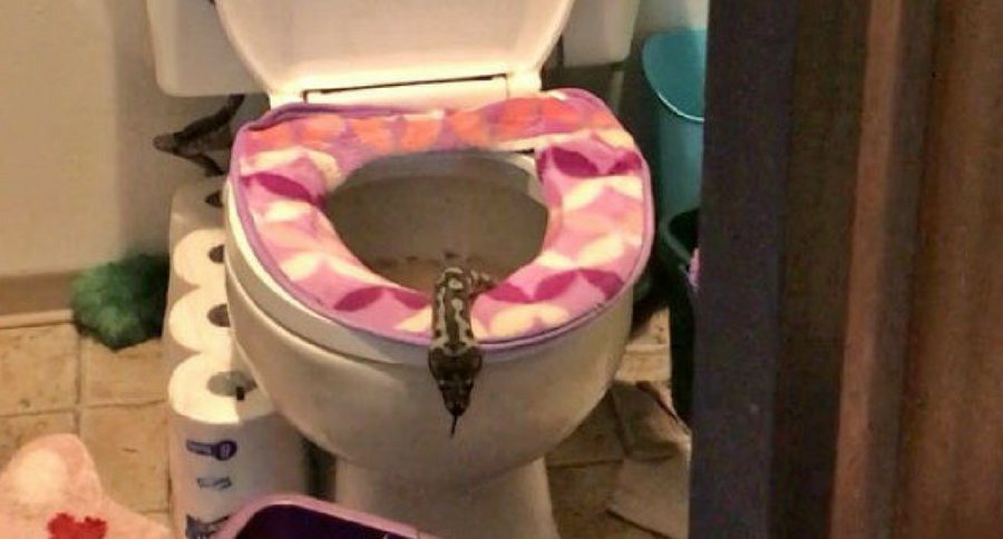 snake in toilet