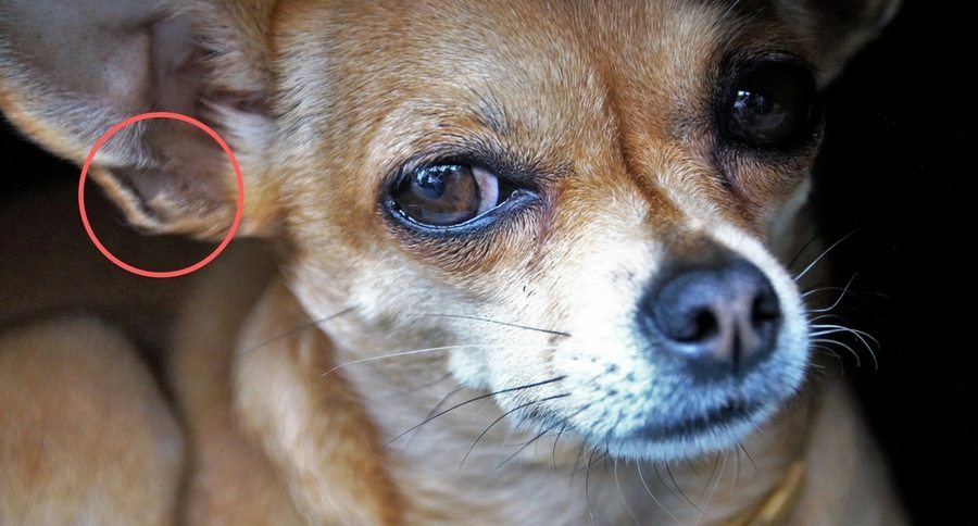 henry's pocket dog ear
