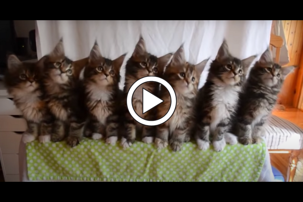 Uptown Funk Kittens
