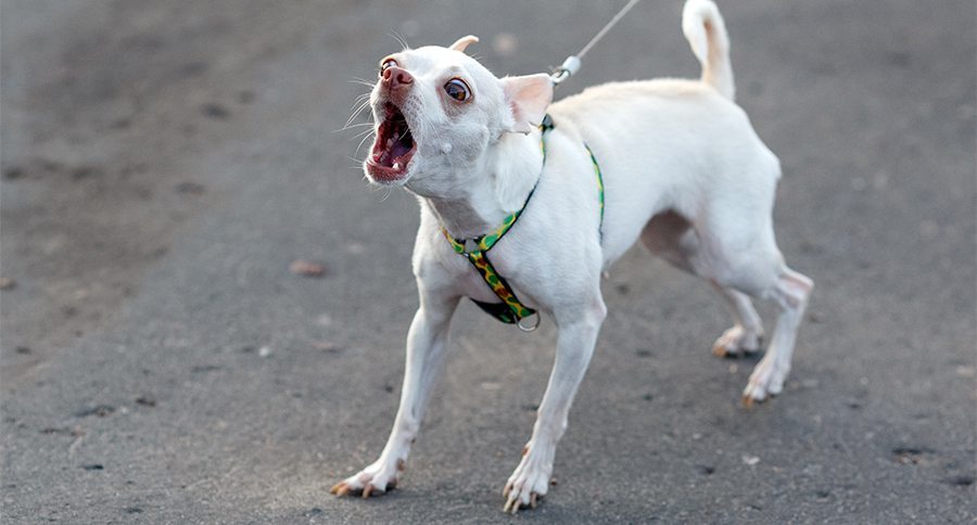 Little white barking dog on the leash.