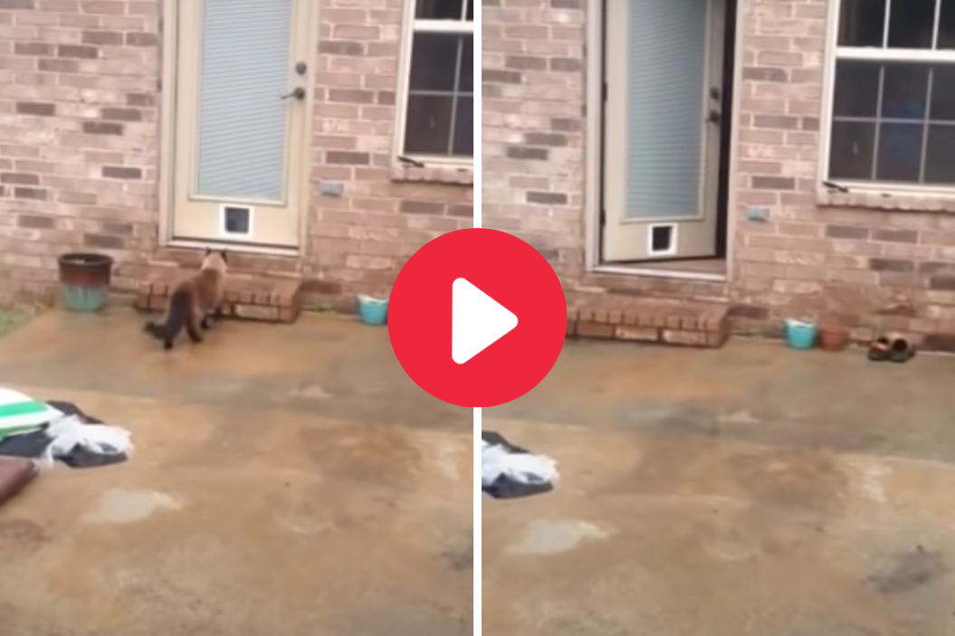 Cat Door Fail