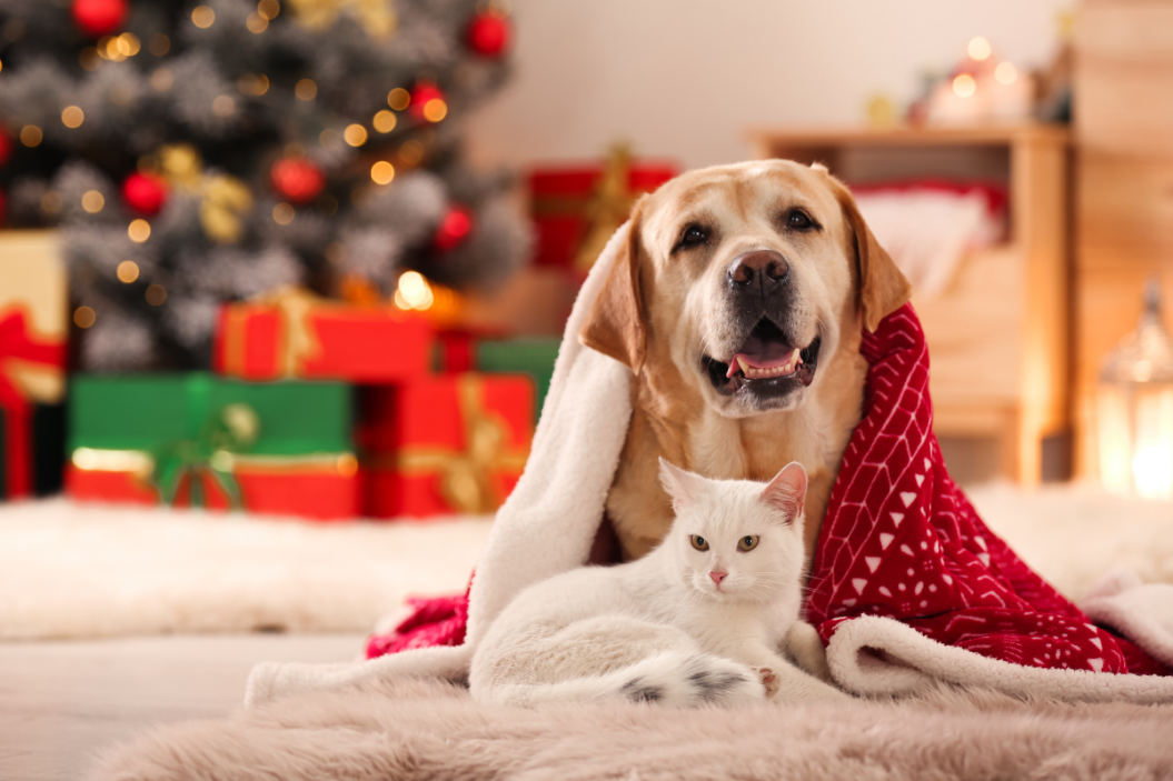 Dog and cat sitting together on Christmas.