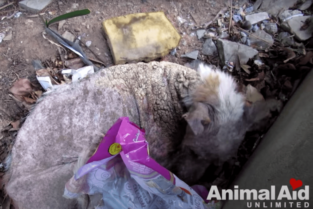 Senior dog found lying in trash pile.