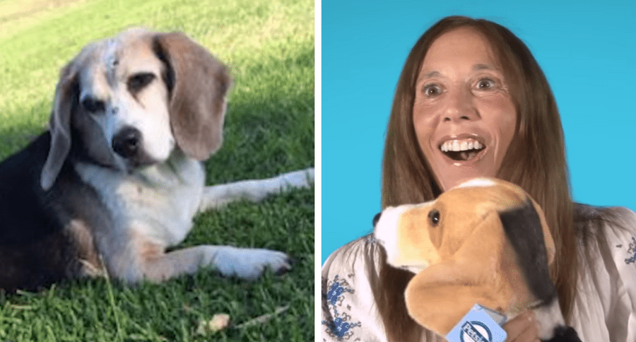Petsies Video