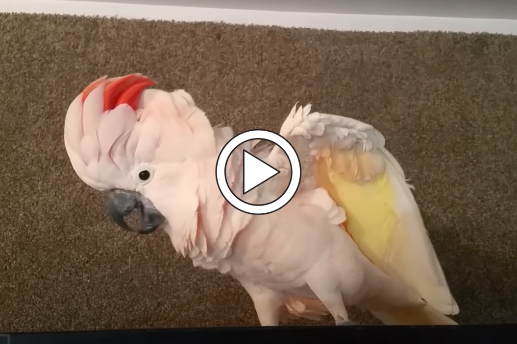 Cockatoo standing on its cage.