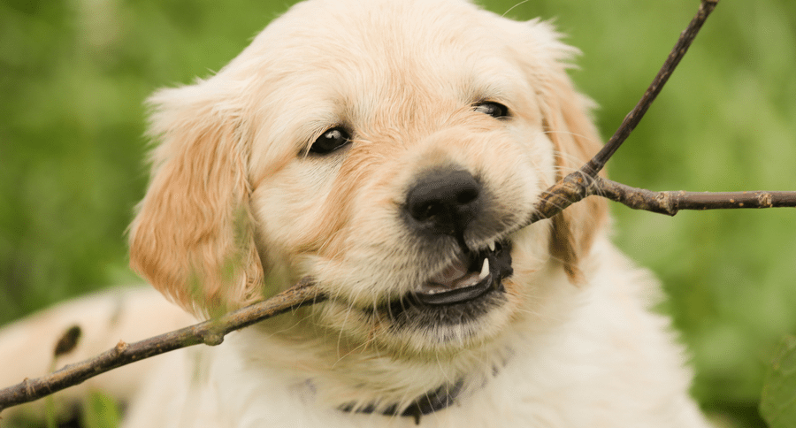 puppy