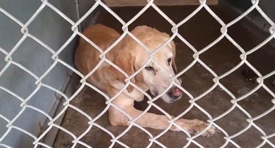 dog in cage