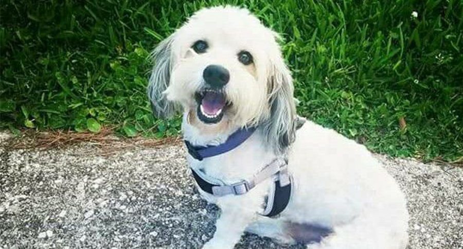 dog