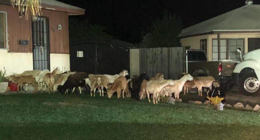 Herd of farm animals