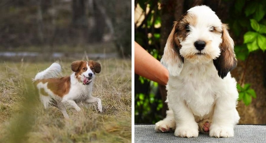 Nederlandse Kooikerhondje and Grand Basset Griffon Vendéen