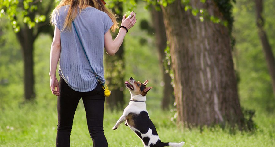 Young woman walking with a dog playing training
