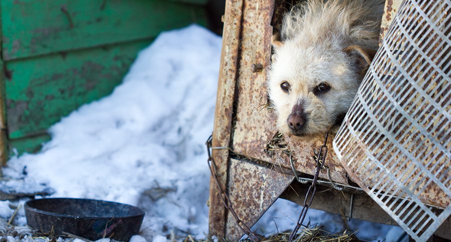 a mongrel dog on a chain in winter