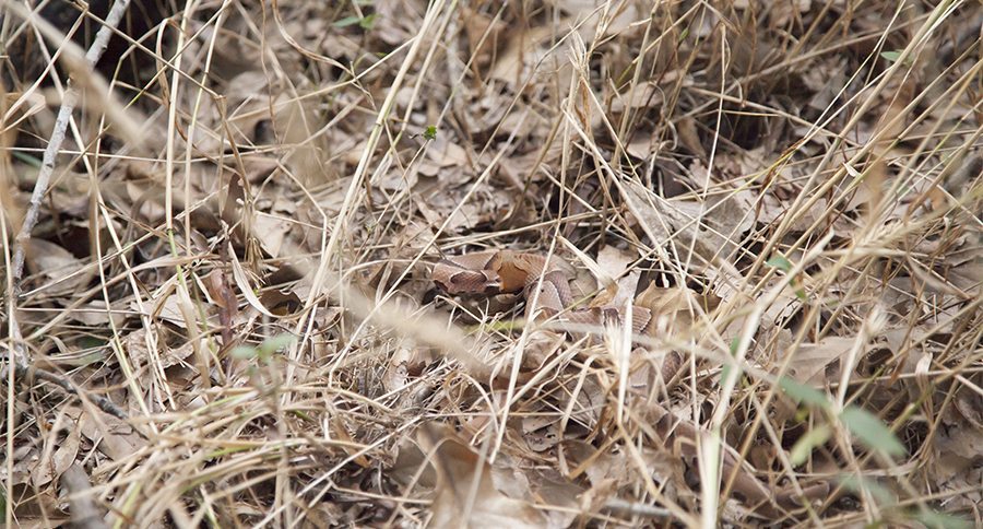 Copperhead