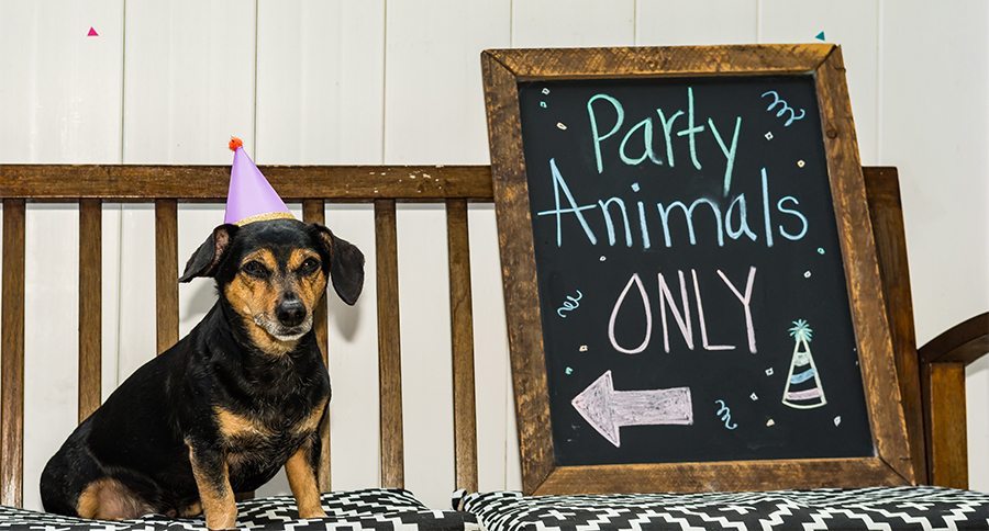 dog party