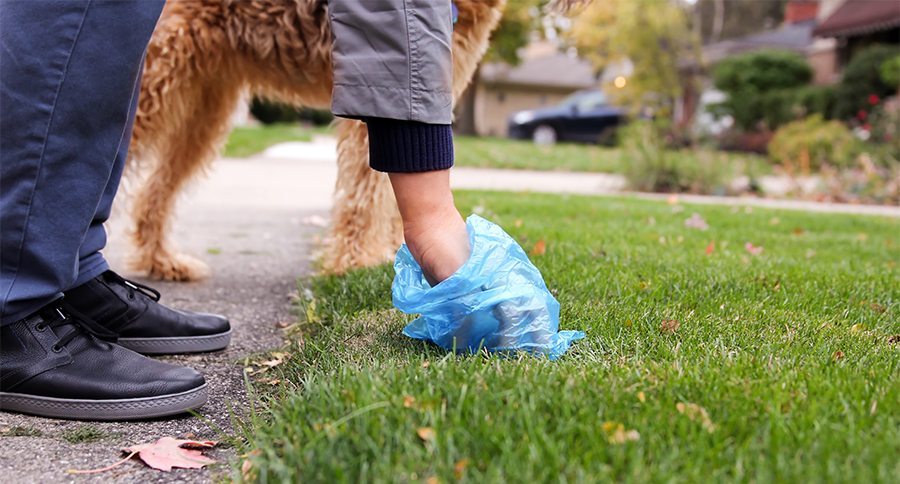 Man Picking up / cleaning up dog droppings