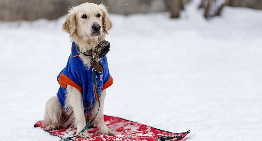 Golden Retriever in winter on walk