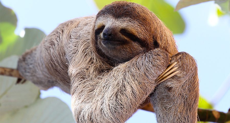 Sloth