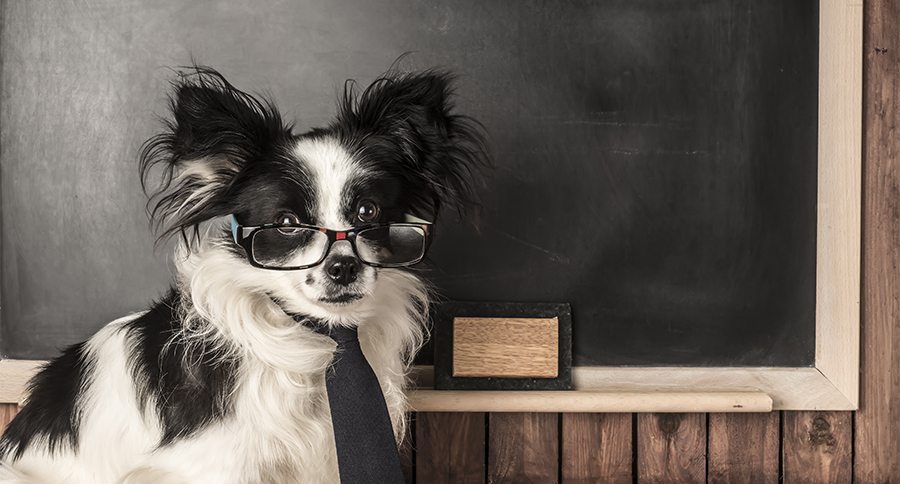 Dog as a school teacher with glasses and tie, blackboard with empty space for writing